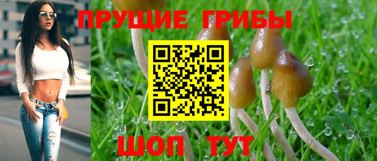 Гуково  Псилоцибиновые грибы GOLDEN TEACHER  Вход с VPN 
